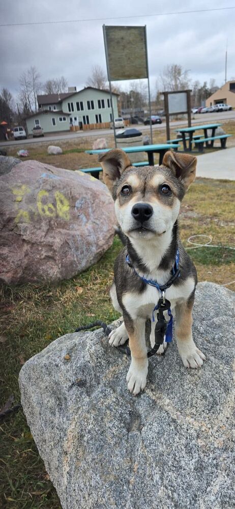 BROWNIE - Husky / Terrier available for adoption