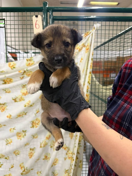 MOREL - Shepherd / Terrier available for adoption