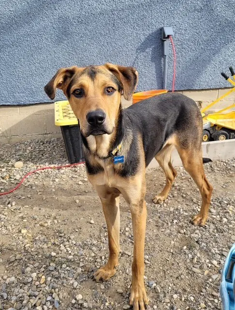 Bentley - Shepherd