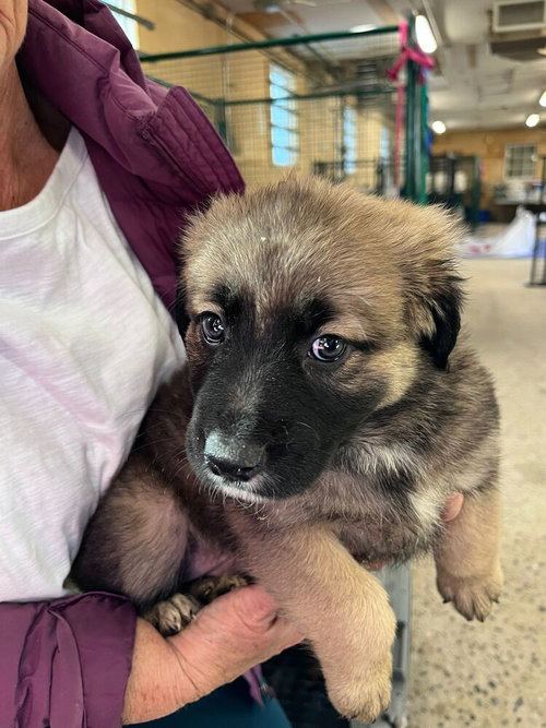 Peace, an adoptable Labrador Retriever in Calgary, AB