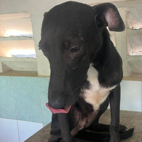 Chaplin, an adoptable Labrador Retriever in Calgary, AB
