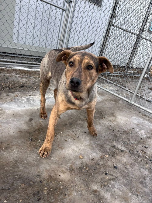 Declan, an adoptable Pit Bull Terrier in Calgary, AB