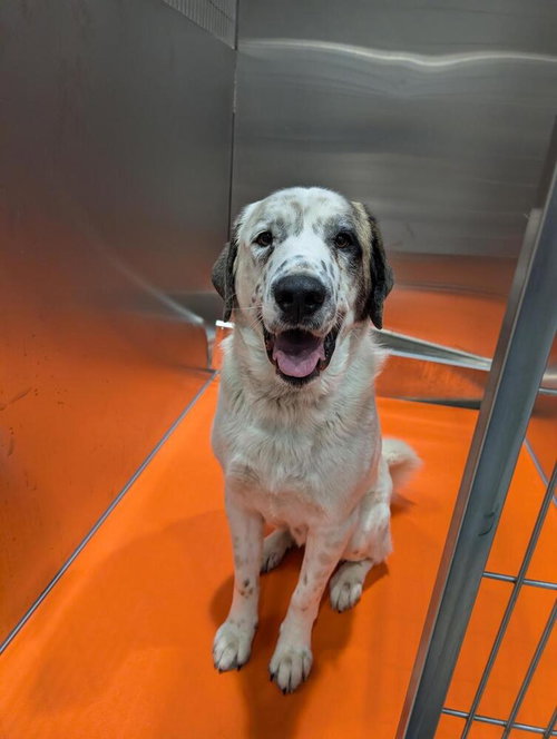 Chief, an adoptable Great Pyrenees in Calgary, AB