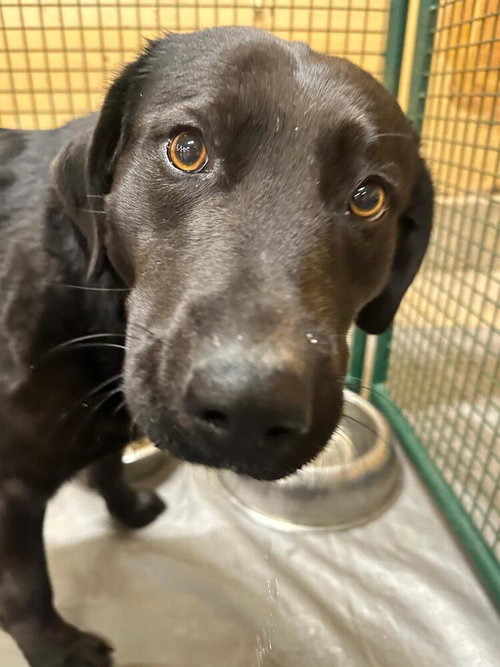 Kiah, an adoptable Labrador Retriever in Calgary, AB