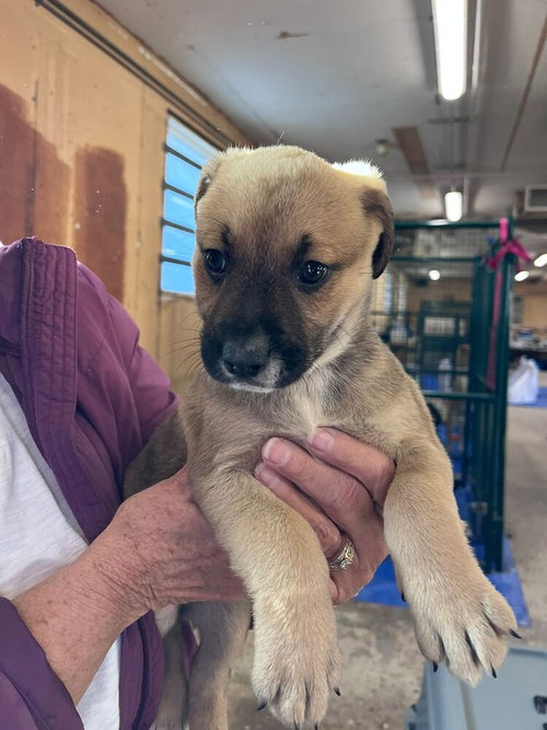 Columbia, an adoptable Labrador Retriever in Calgary, AB
