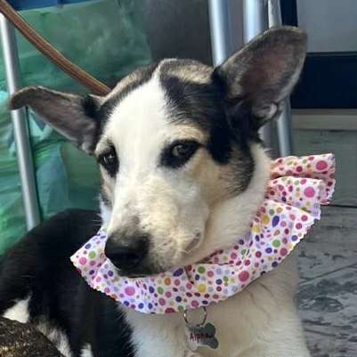 Alpha, an adoptable Shepherd in Calgary, AB