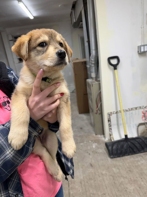 Sourdough, an adoptable Shepherd in Calgary, AB