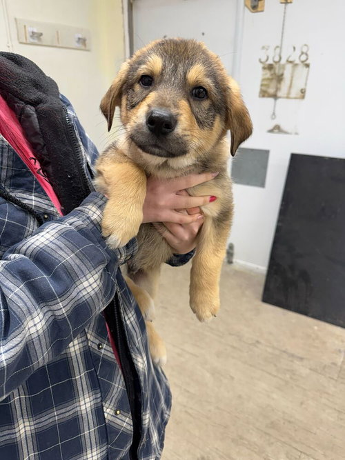 Brioche, an adoptable Shepherd in Calgary, AB