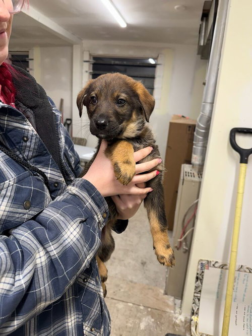 Pumpernickel, an adoptable Shepherd in Calgary, AB
