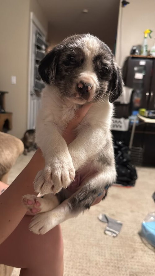 Dr. Hooves, an adoptable Collie in Calgary, AB