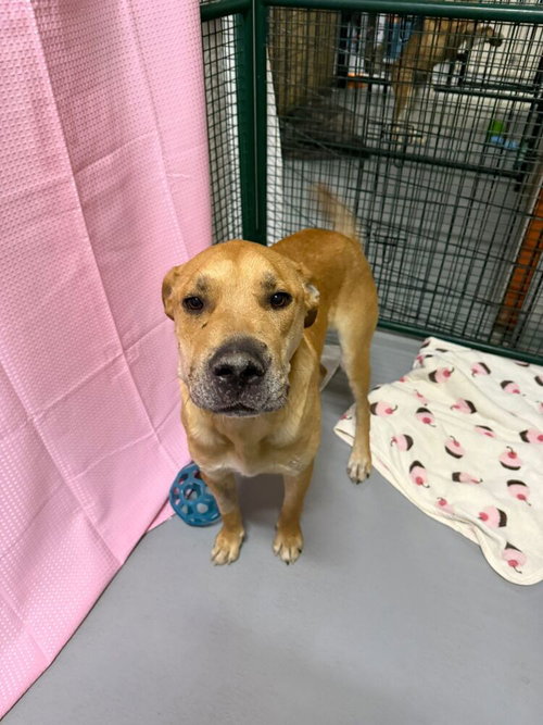 Gravy, an adoptable Labrador Retriever in Calgary, AB