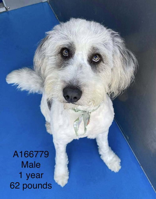 Tex, an adoptable Poodle in Calgary, AB