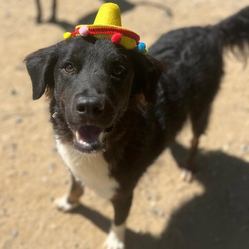 Scout, an adoptable Shepherd in Calgary, AB