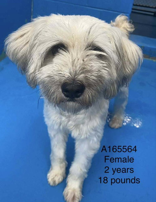 Barbie, an adoptable Maltese in Calgary, AB