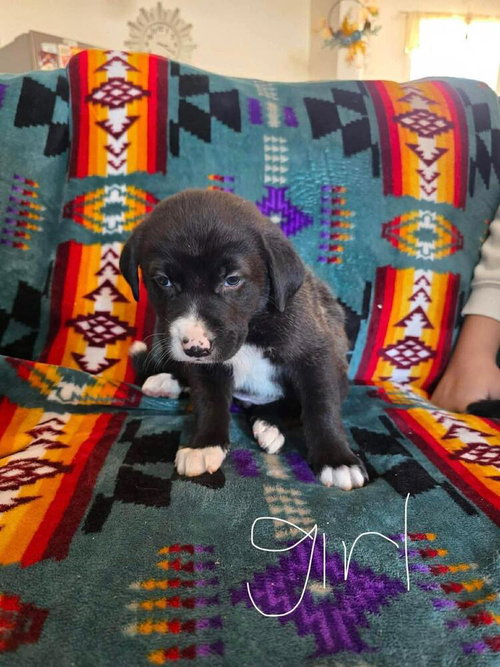 Relish, an adoptable Bernese Mountain Dog in Calgary, AB