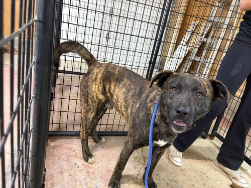 Dasher, an adoptable Shepherd in Calgary, AB