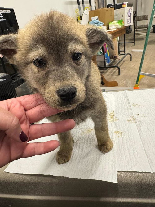 Brush Wolf, an adoptable Husky in Calgary, AB