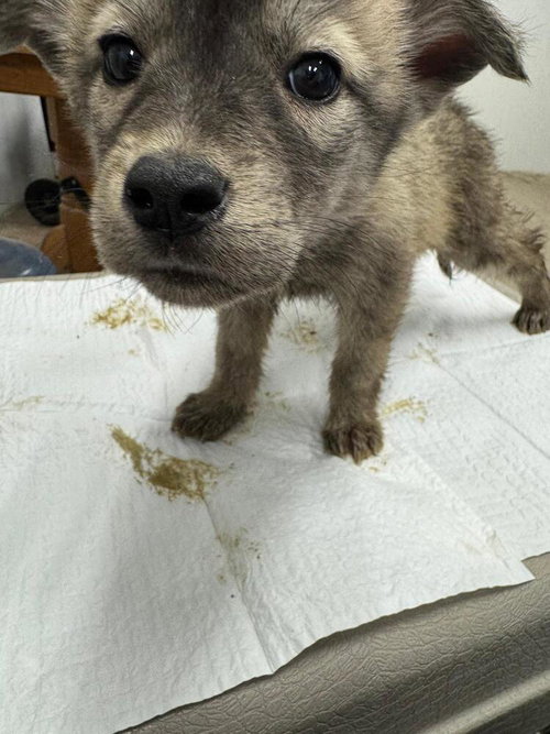 Trickster, an adoptable Husky in Calgary, AB