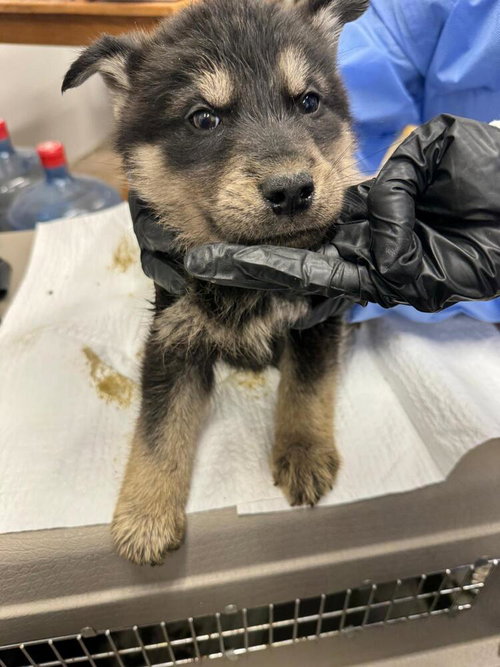 American Jackal, an adoptable Husky in Calgary, AB