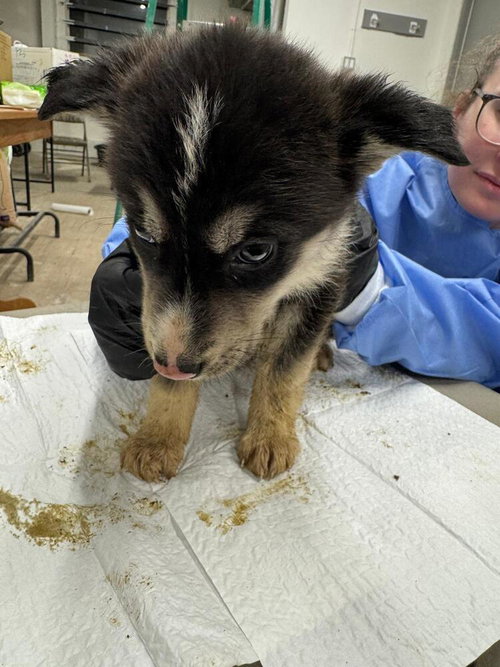 Coydog, an adoptable Husky in Calgary, AB