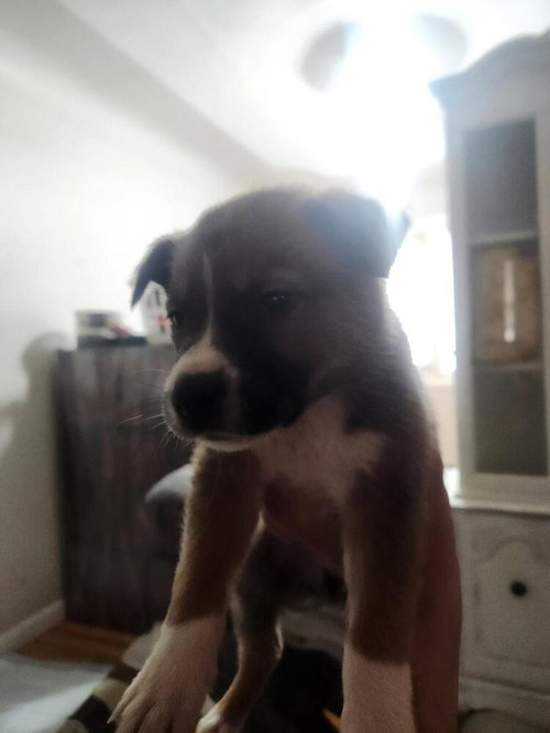 Big Mamba, an adoptable Shepherd in Calgary, AB