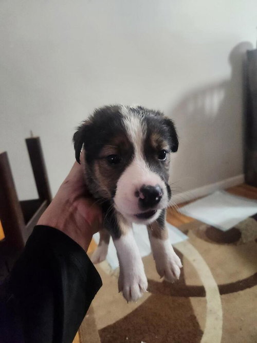 S&P, an adoptable Shepherd in Calgary, AB