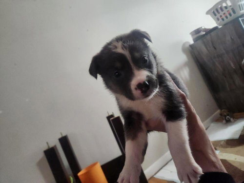 DC, an adoptable Shepherd in Calgary, AB
