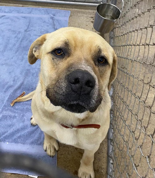Butter, an adoptable Mastiff in Calgary, AB