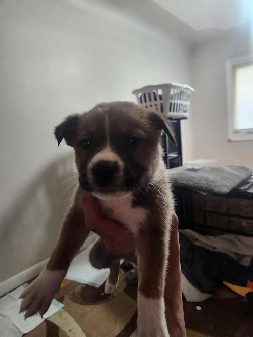 Cat, an adoptable Shepherd in Calgary, AB