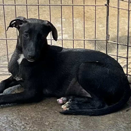 Magic, an adoptable Labrador Retriever in Calgary, AB