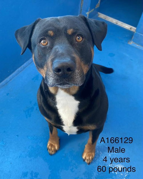 Chester, an adoptable Rottweiler in Calgary, AB