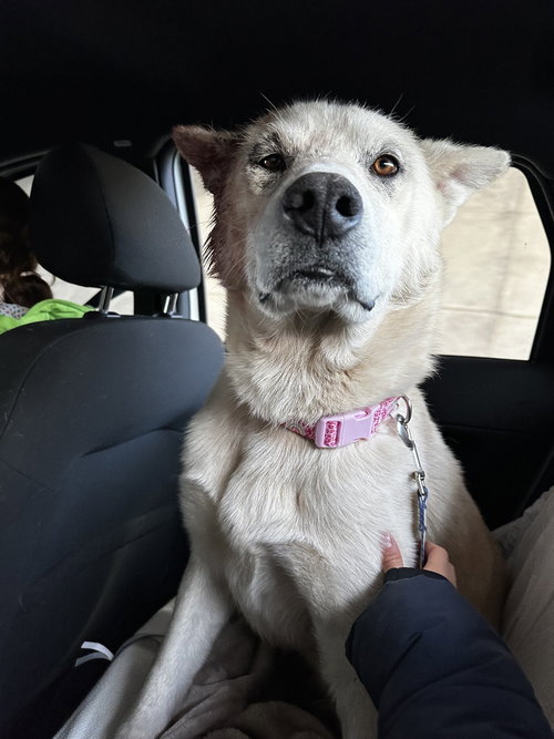 Tre, an adoptable Labrador Retriever in Calgary, AB