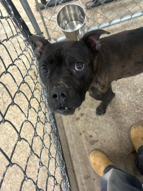 Nugget, an adoptable American Pit Bull Terrier in Calgary, AB