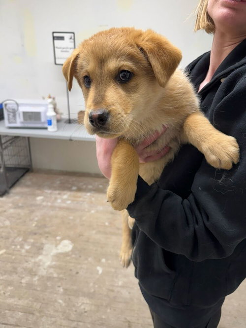 Baguette, an adoptable Shepherd in Calgary, AB