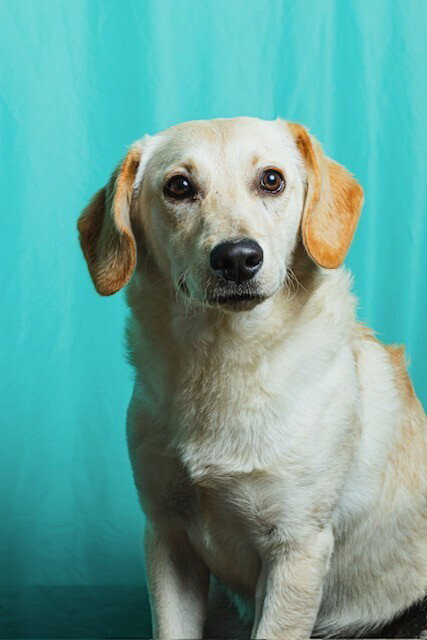 Cemita, an adoptable Retriever in Calgary, AB