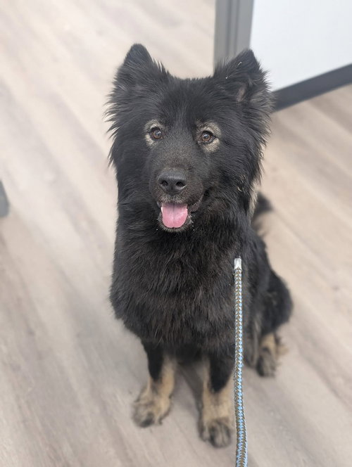 Pony, an adoptable Shepherd in Calgary, AB