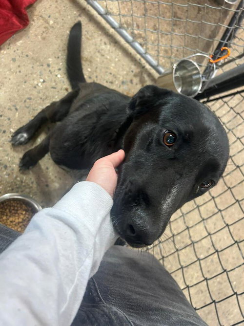 Chunk, an adoptable Labrador Retriever in Calgary, AB