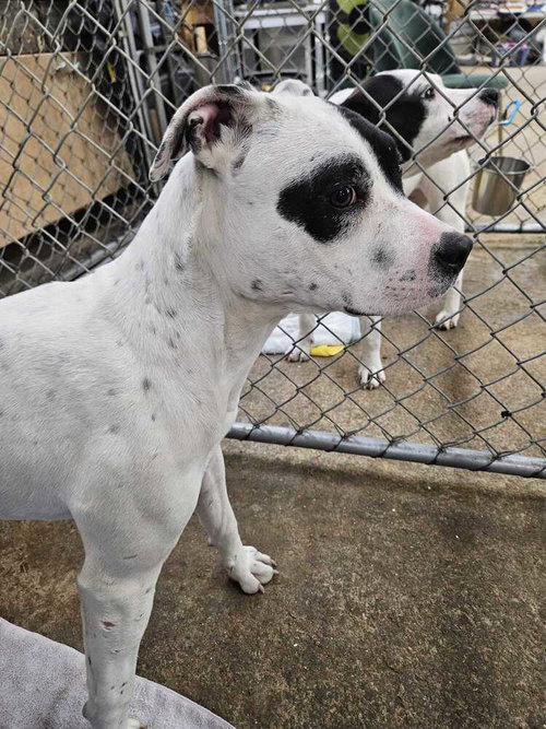 Tabitha, an adoptable Pit Bull Terrier in Calgary, AB