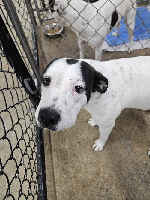 Tellulah, an adoptable Pit Bull Terrier in Calgary, AB
