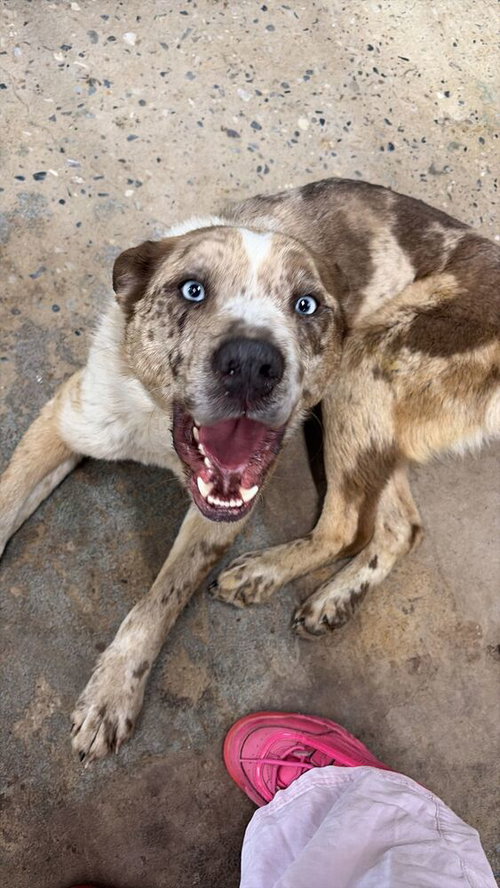 Diamonds, an adoptable Husky in Calgary, AB