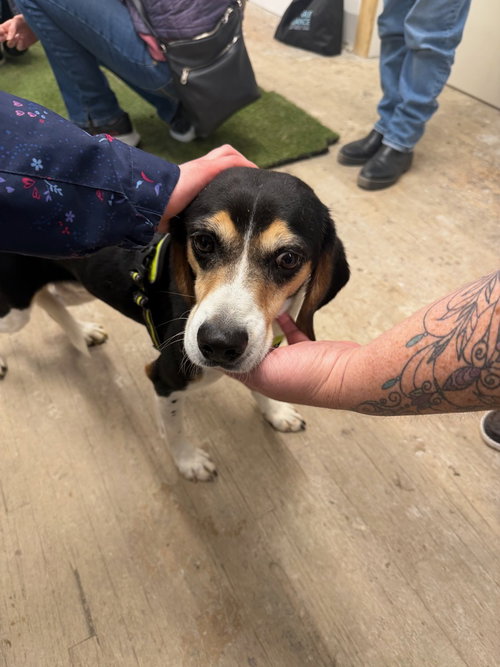 Bear, an adoptable Beagle in Calgary, AB