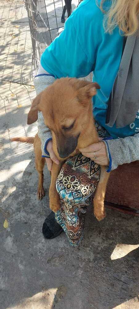 Layla Sol, an adoptable Labrador Retriever in Calgary, AB