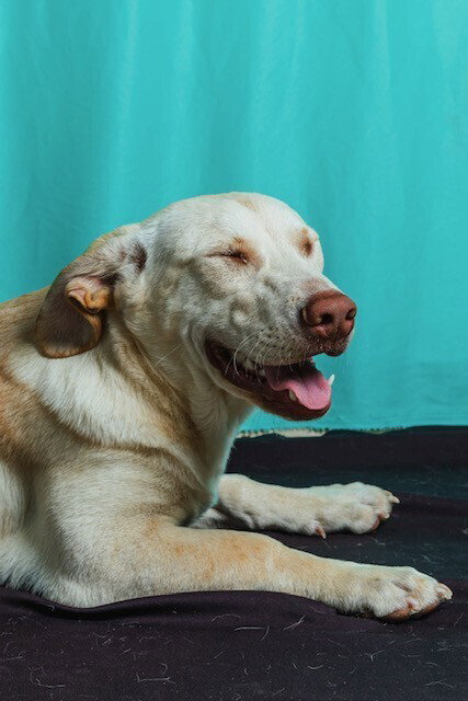 Churro