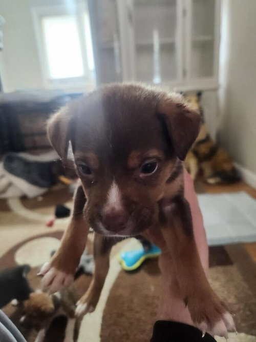 Mocha