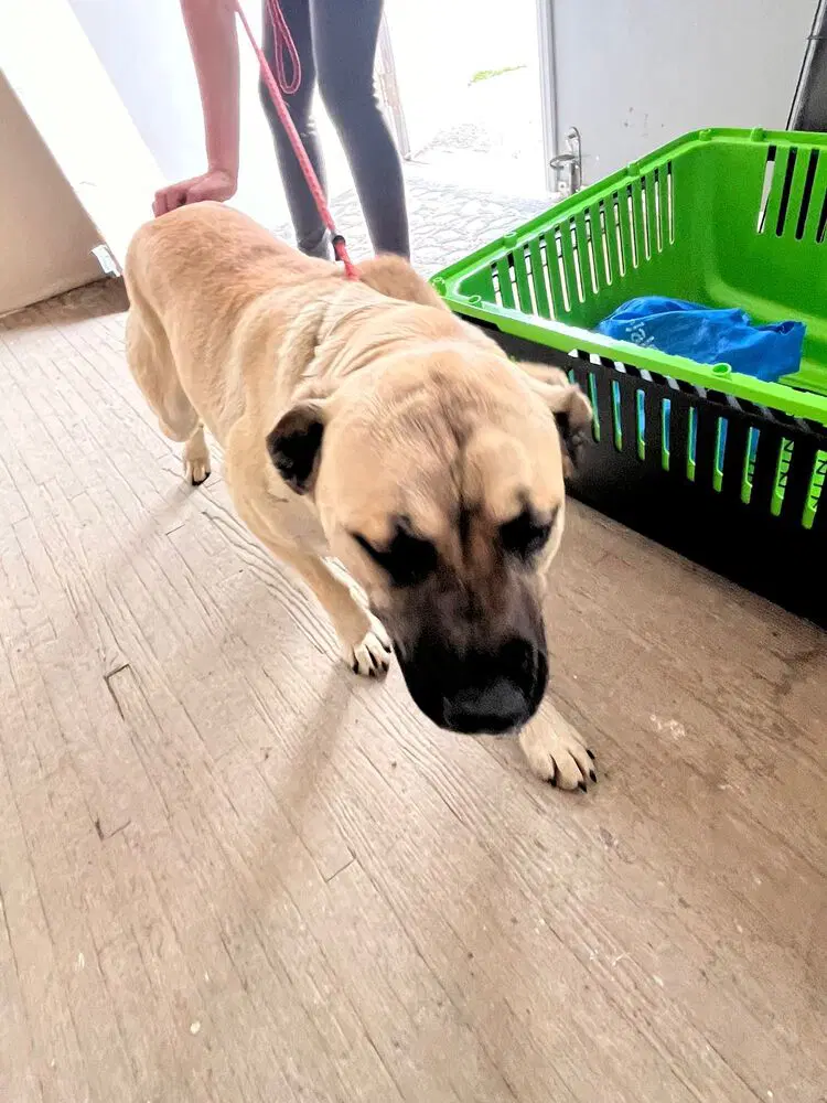 Kesha - Mastiff