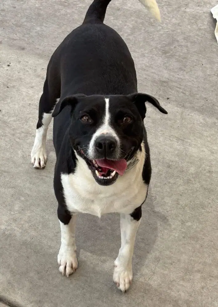 Bisque - Pit Bull Terrier
