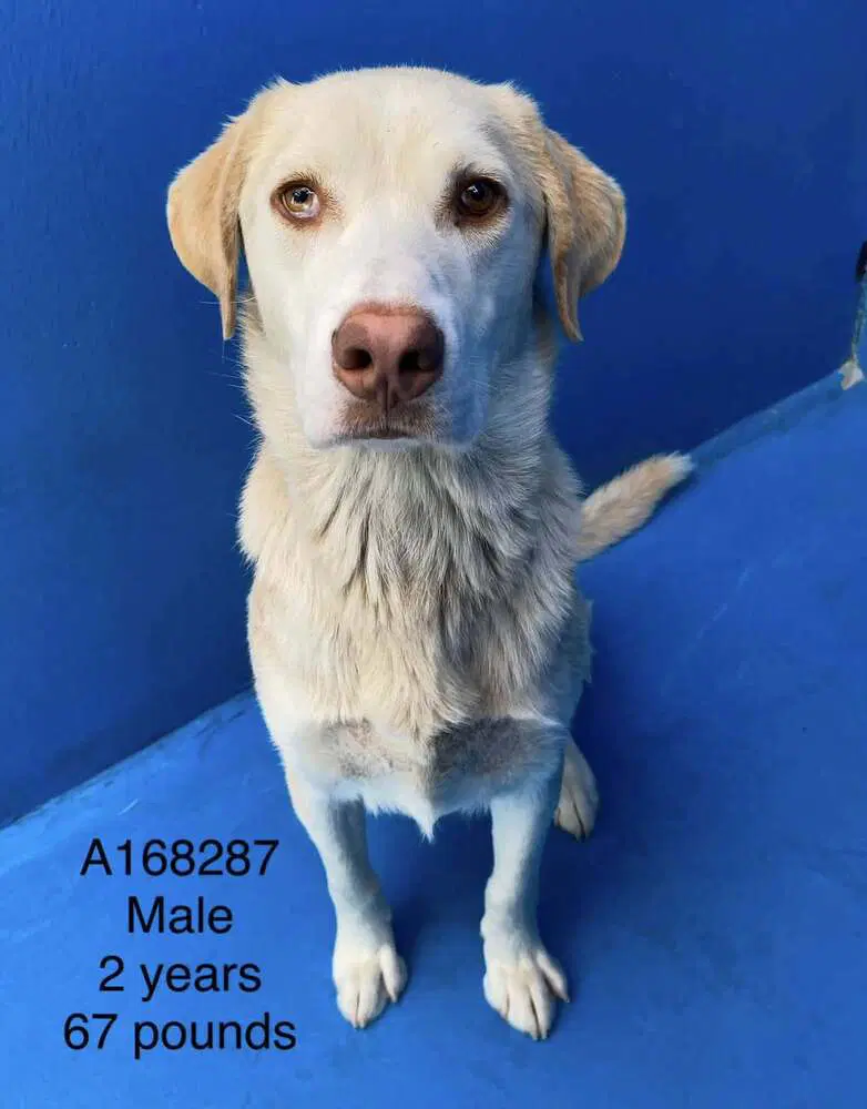 Bearnaise - Labrador Retriever