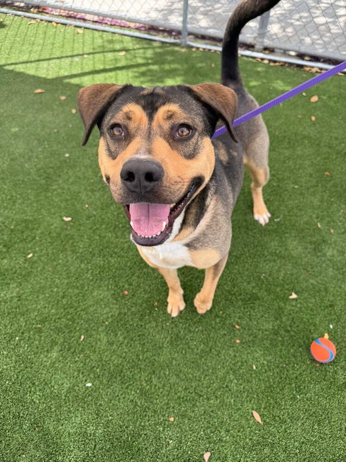 Puttanesca, an adoptable German Shepherd Dog in Calgary, AB
