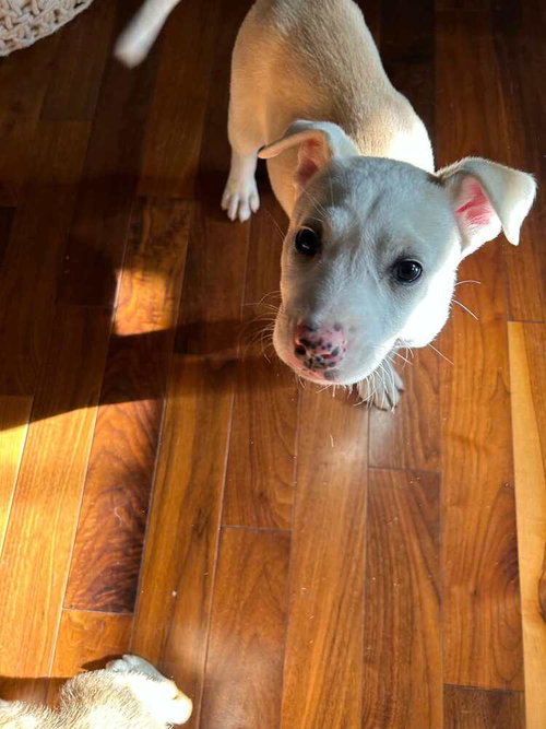 Meadow, an adoptable Pit Bull Terrier in Calgary, AB