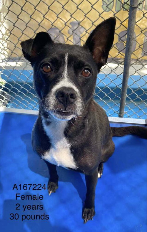Soy, an adoptable Pit Bull Terrier in Calgary, AB